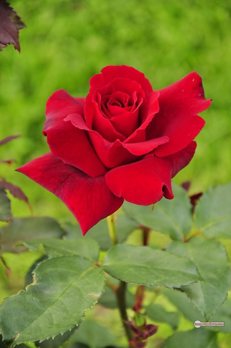 3300+ Beautiful Rose Flowers Image | Rose Flower HD Pic Download | 795 pics of red roses bouquet -(2)