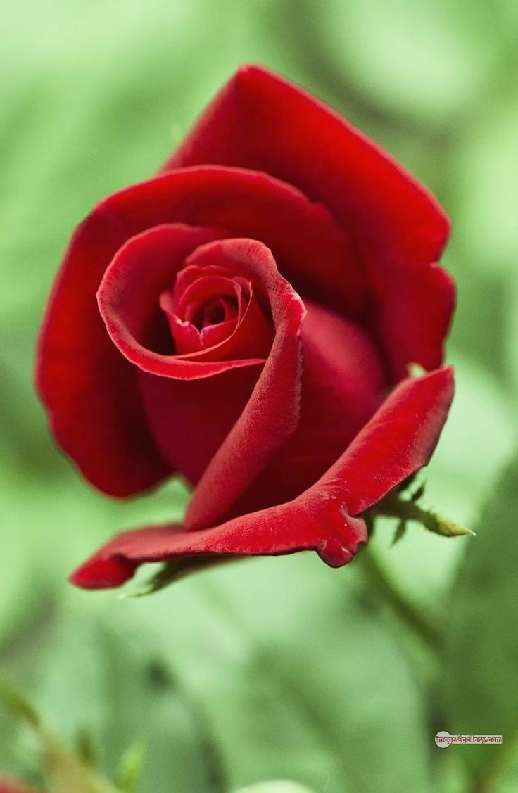 3300+ Beautiful Rose Flowers Image | Rose Flower HD Pic Download | 704 pics of red roses bouquet -(3)