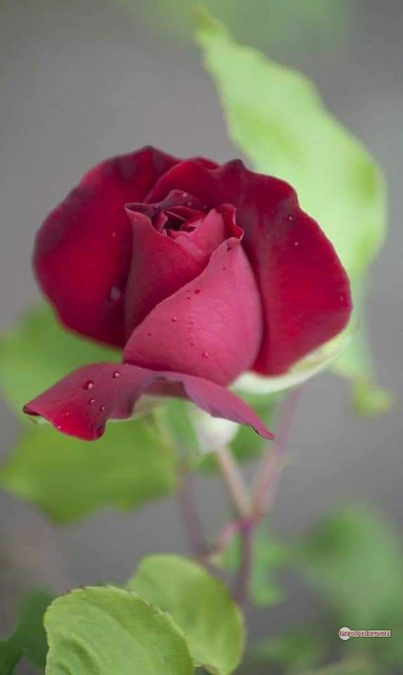 3300+ Beautiful Rose Flowers Image | Rose Flower HD Pic Download | 2442 pics of red roses bouquet -(4)