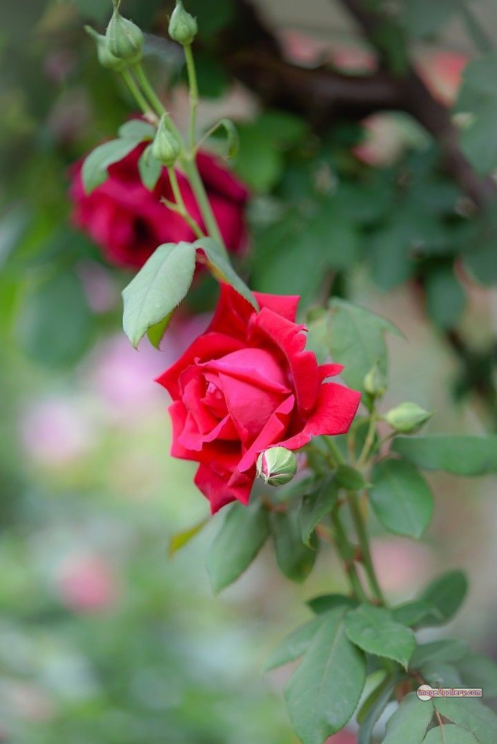 3300+ Beautiful Rose Flowers Image | Rose Flower HD Pic Download | 794 pics of red roses bouquet -(6)