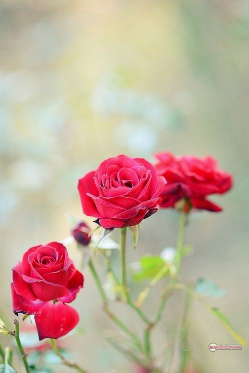 3300+ Beautiful Rose Flowers Image | Rose Flower HD Pic Download | 2437 pics of red roses bouquet -(8)
