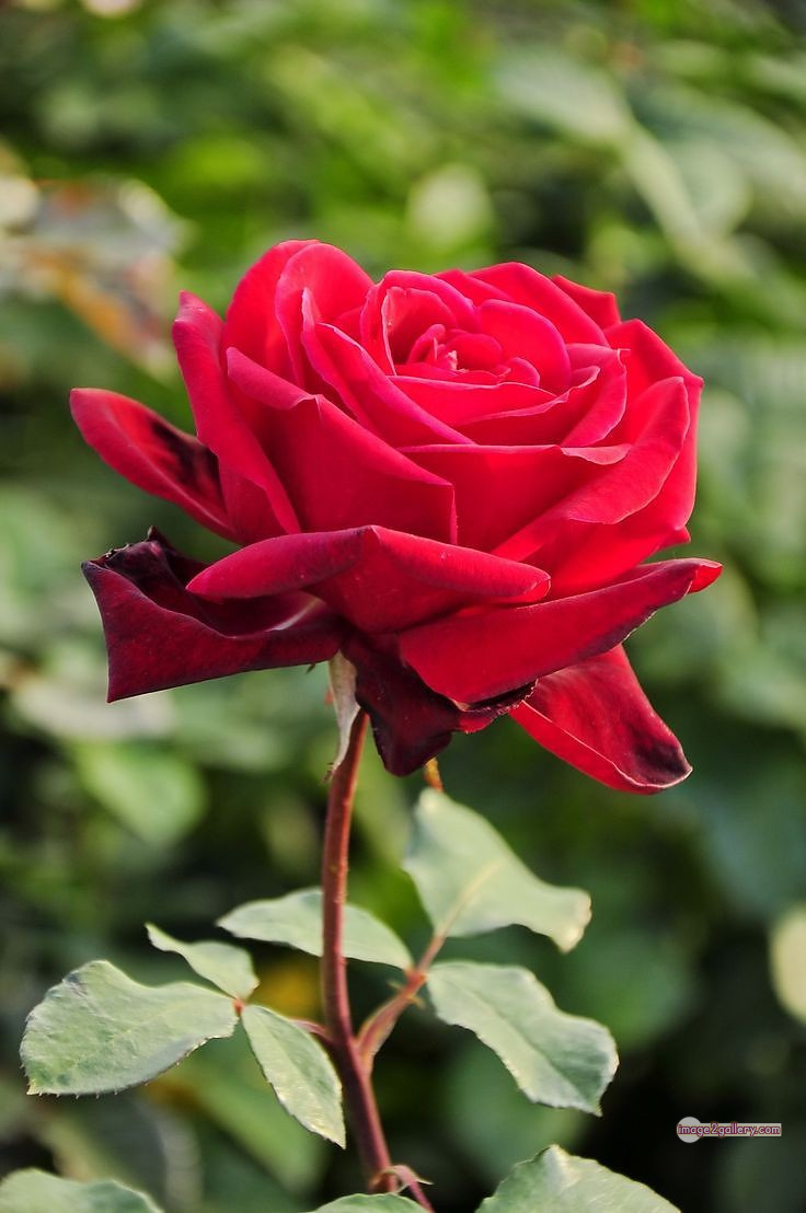 3300+ Beautiful Rose Flowers Image | Rose Flower HD Pic Download | 2457 pics of red roses bouquet -(9)
