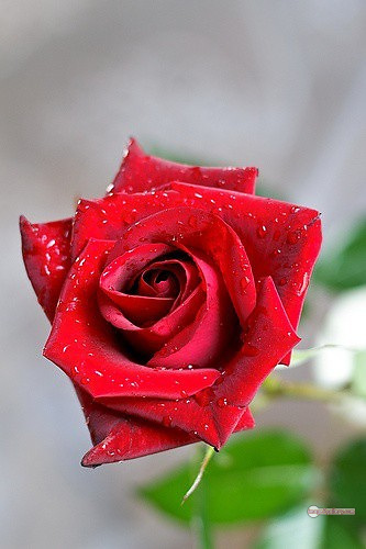 3300+ Beautiful Rose Flowers Image | Rose Flower HD Pic Download | 2443 picture of bouquet of red roses -
