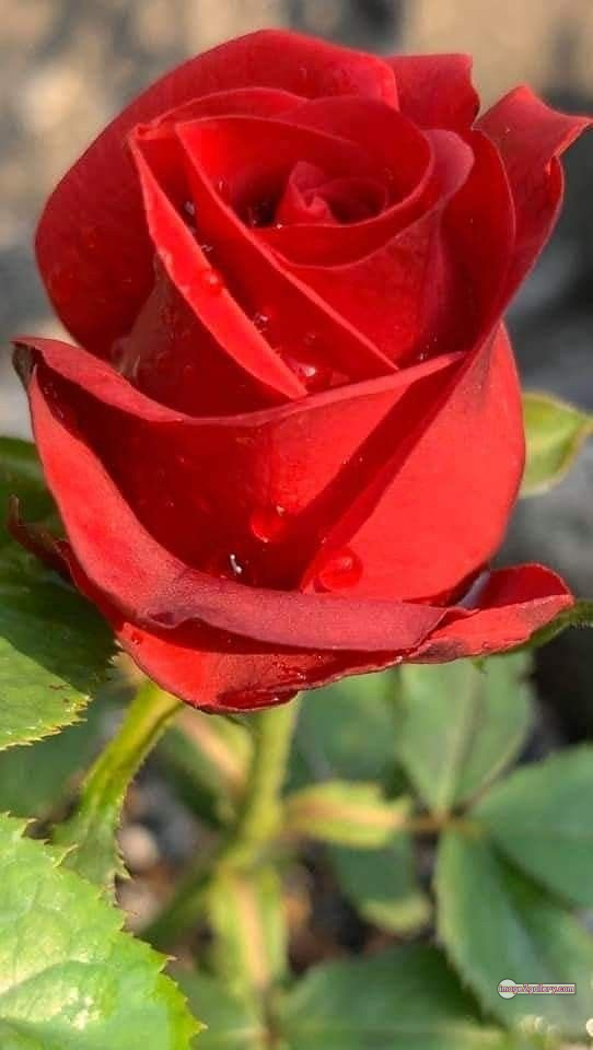 3300+ Beautiful Rose Flowers Image | Rose Flower HD Pic Download | 1751 picture of bouquet of red roses -(1)