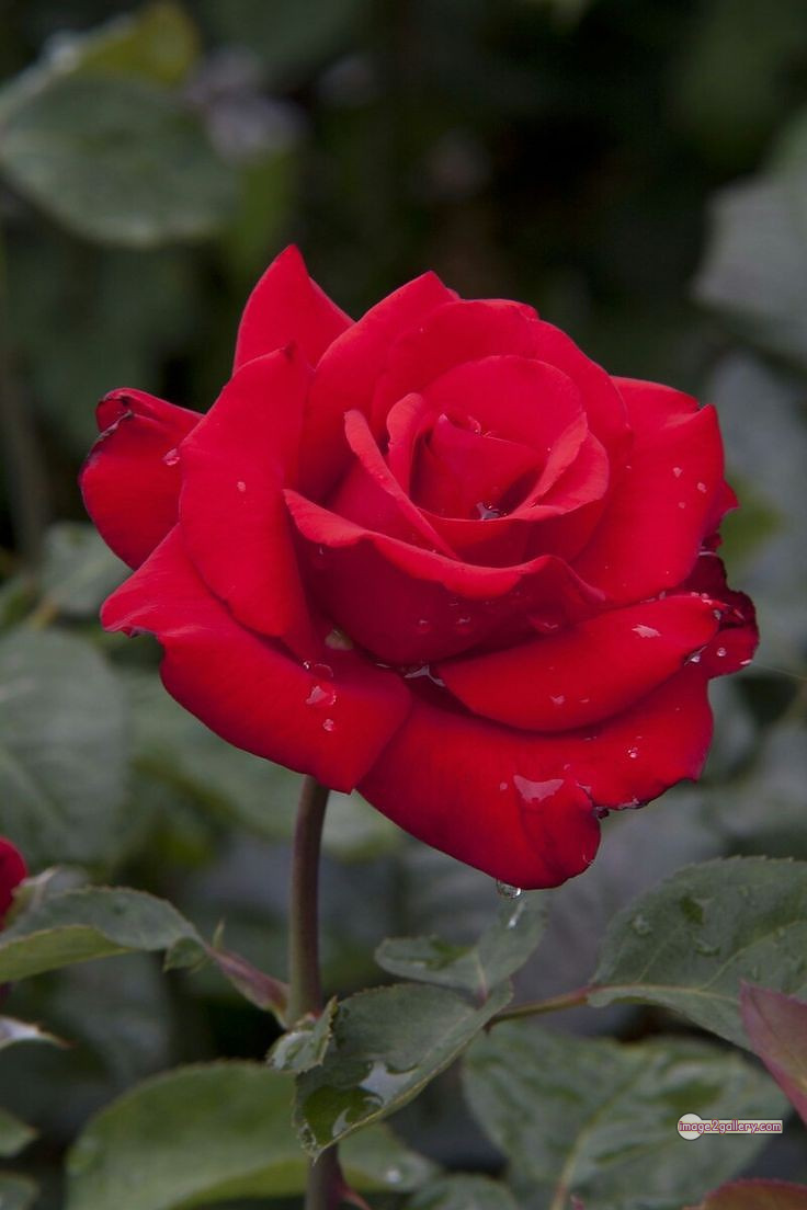 3300+ Beautiful Rose Flowers Image | Rose Flower HD Pic Download | 2171 picture of bouquet of red roses -(4)