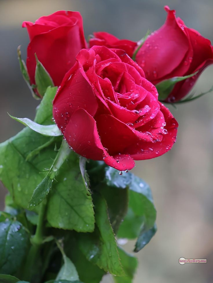 3300+ Beautiful Rose Flowers Image | Rose Flower HD Pic Download | 2175 picture of bouquet of red roses -(9)