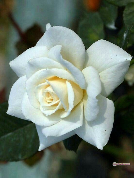 3300+ Beautiful Rose Flowers Image | Rose Flower HD Pic Download | 422 pictures of white roses -