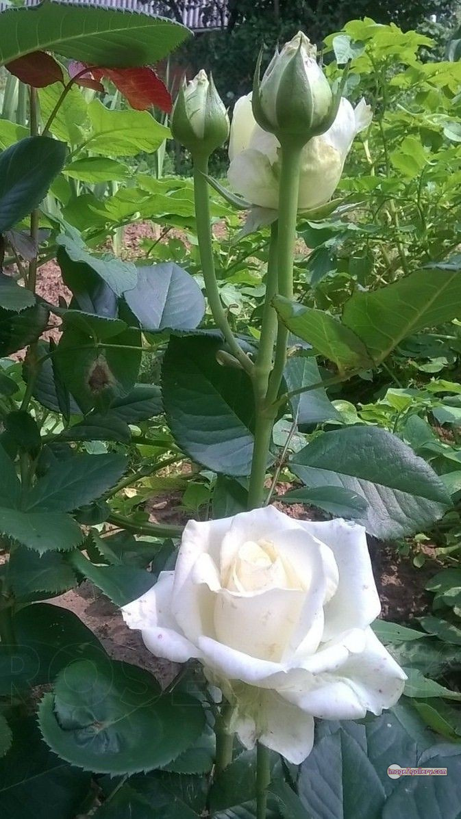 3300+ Beautiful Rose Flowers Image | Rose Flower HD Pic Download | 1832 pictures of white roses -(1)