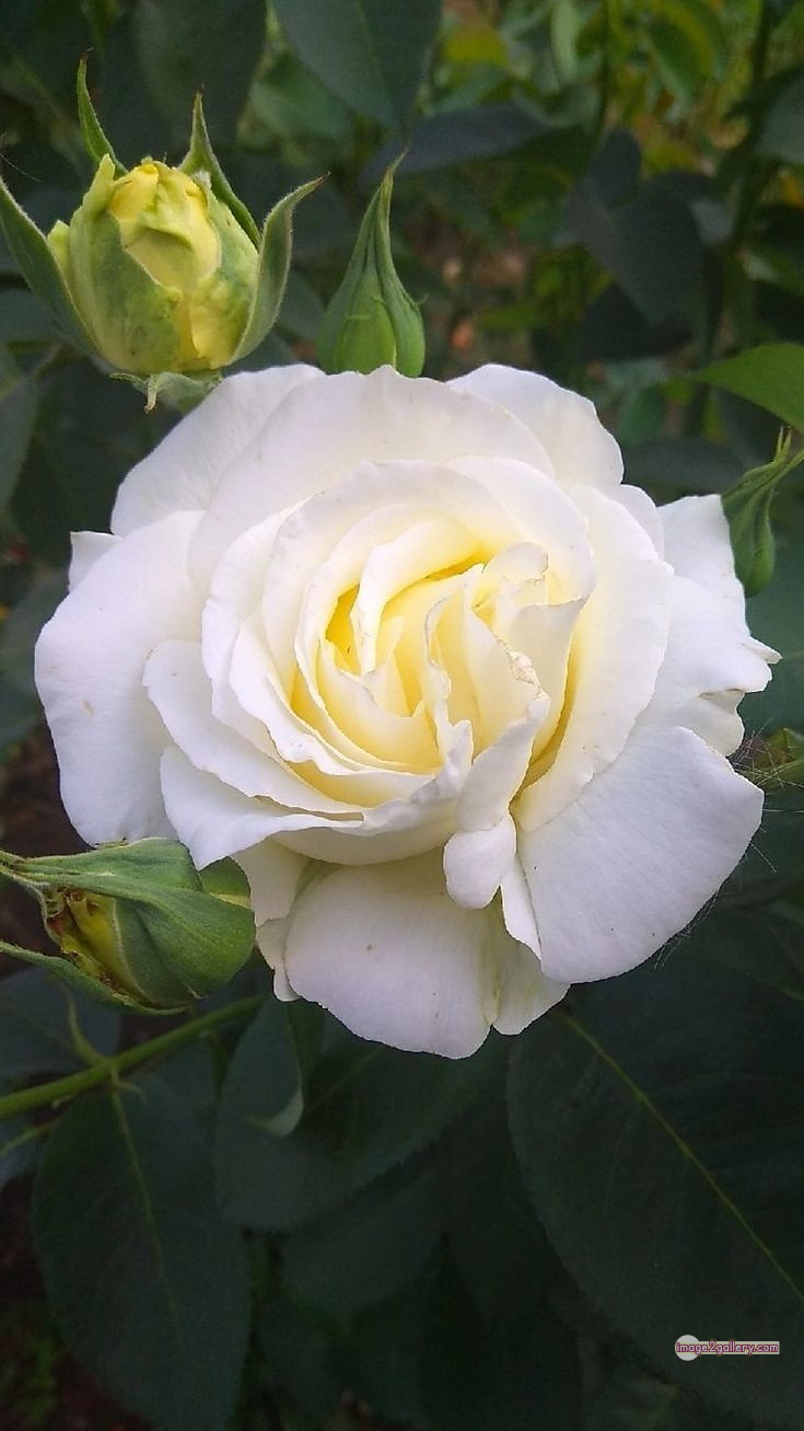 3300+ Beautiful Rose Flowers Image | Rose Flower HD Pic Download | 1414 pictures of white roses -(10)