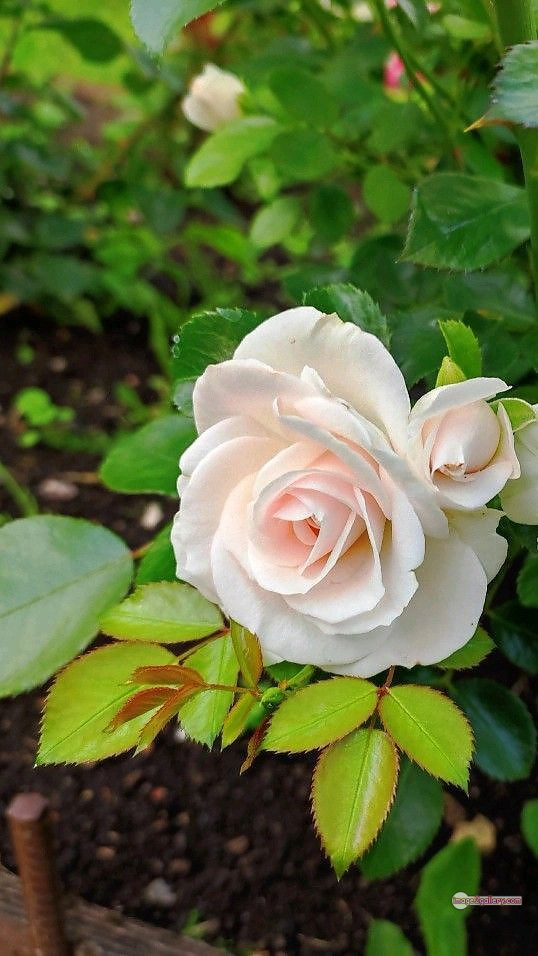 3300+ Beautiful Rose Flowers Image | Rose Flower HD Pic Download | 610 pictures of white roses -(11)