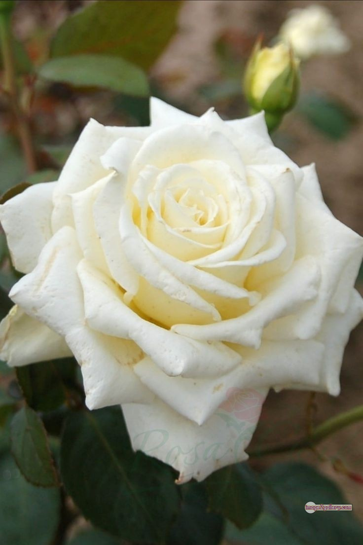 3300+ Beautiful Rose Flowers Image | Rose Flower HD Pic Download | 436 pictures of white roses -(12)