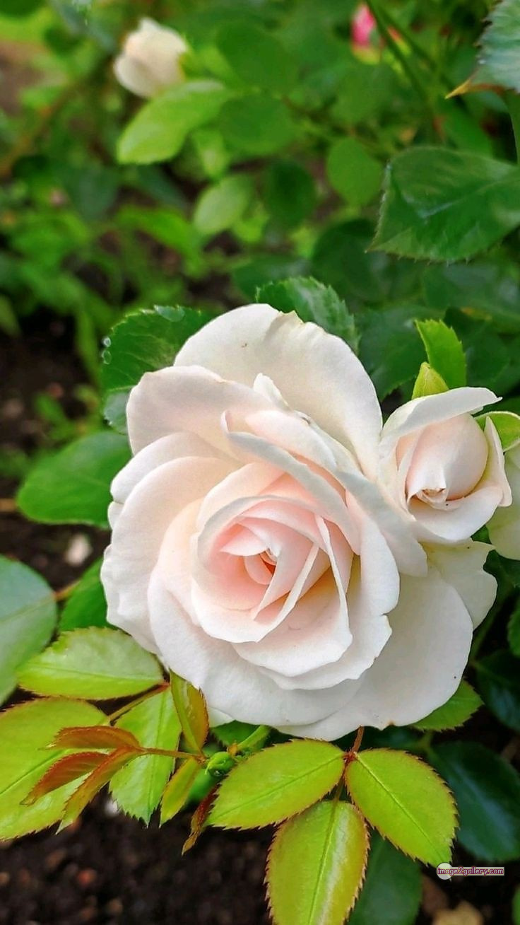 3300+ Beautiful Rose Flowers Image | Rose Flower HD Pic Download | 1769 pictures of white roses -(13)