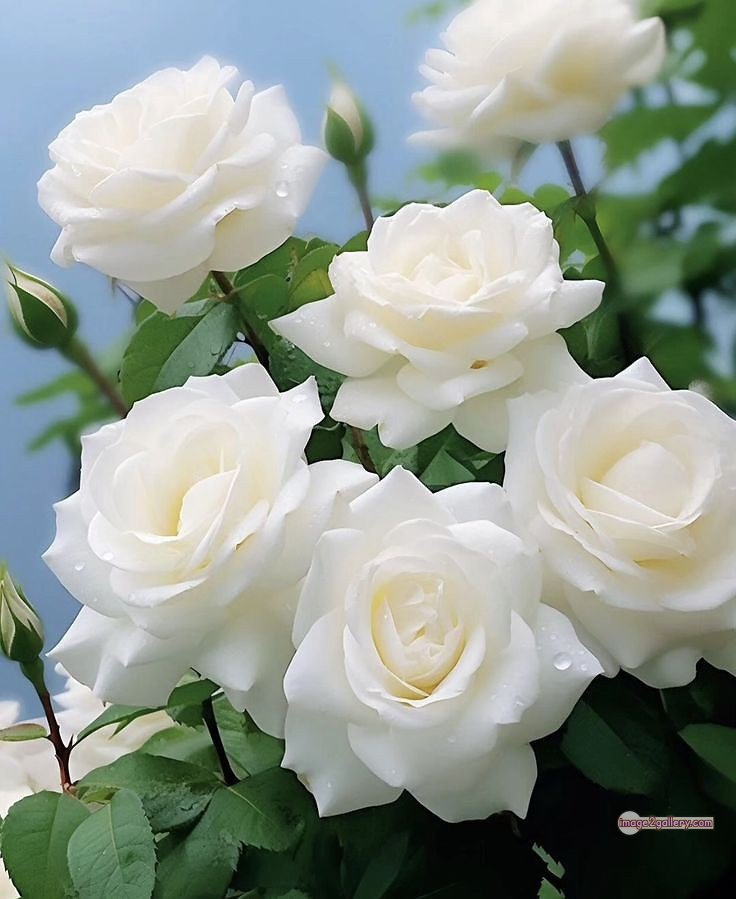 3300+ Beautiful Rose Flowers Image | Rose Flower HD Pic Download | 551 pictures of white roses -(14)