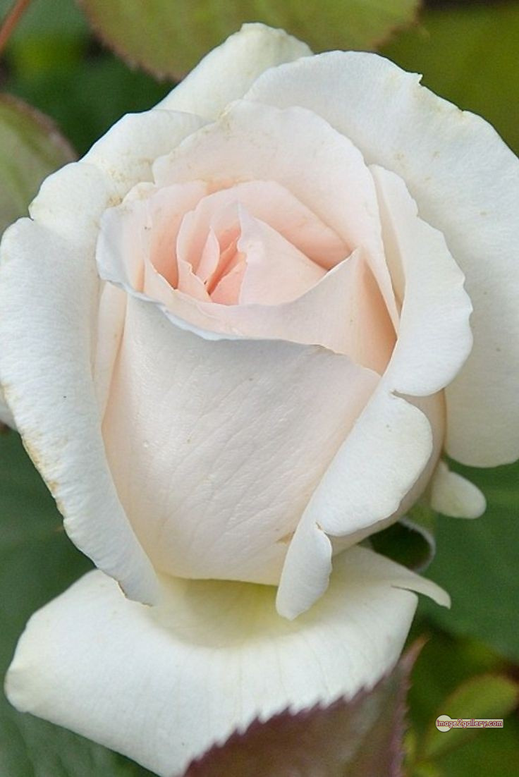 3300+ Beautiful Rose Flowers Image | Rose Flower HD Pic Download | 1543 pictures of white roses -(15)