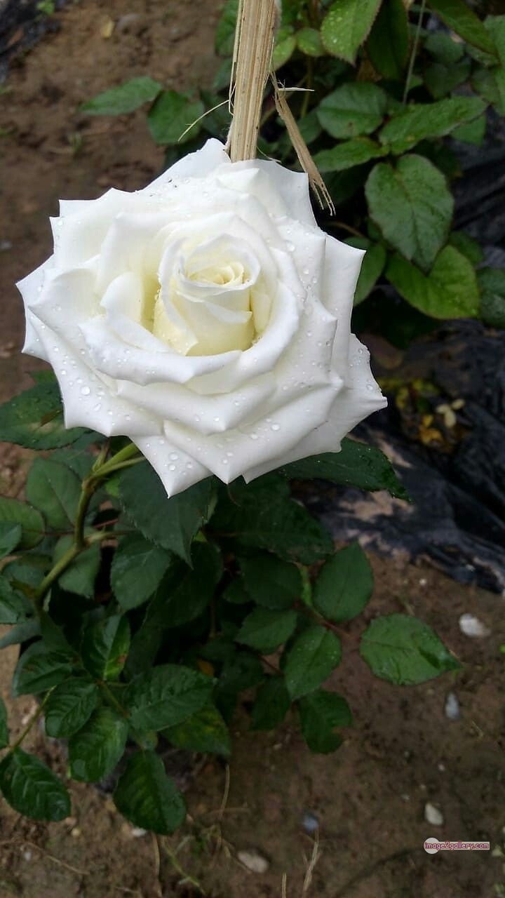 3300+ Beautiful Rose Flowers Image | Rose Flower HD Pic Download | 744 pictures of white roses -(2)