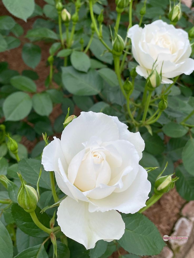 3300+ Beautiful Rose Flowers Image | Rose Flower HD Pic Download | 316 pictures of white roses -(3)