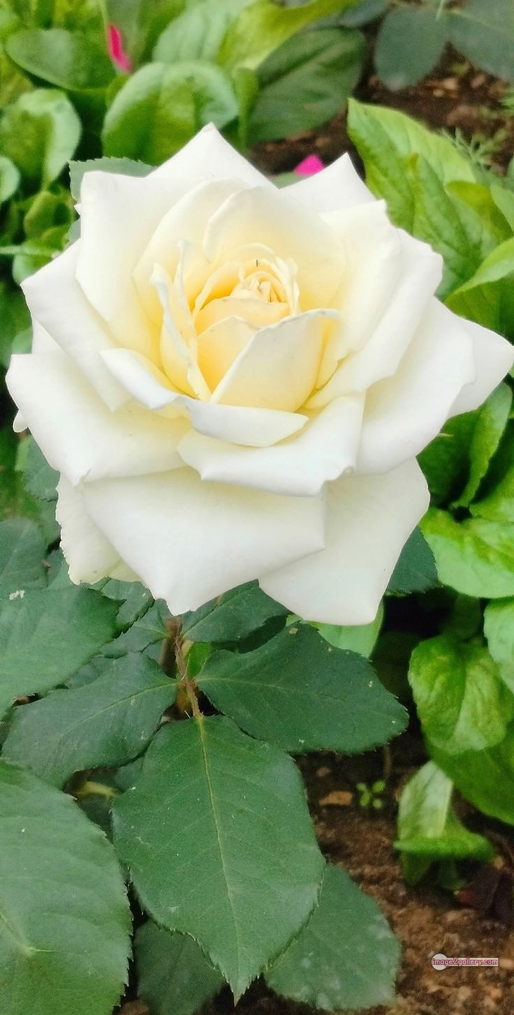 3300+ Beautiful Rose Flowers Image | Rose Flower HD Pic Download | 1508 pictures of white roses -(4)