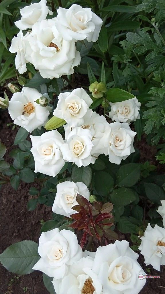 3300+ Beautiful Rose Flowers Image | Rose Flower HD Pic Download | 99 pictures of white roses -(5)