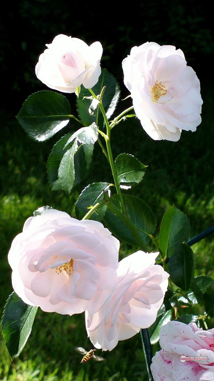 3300+ Beautiful Rose Flowers Image | Rose Flower HD Pic Download | 1747 pictures of white roses -(6)