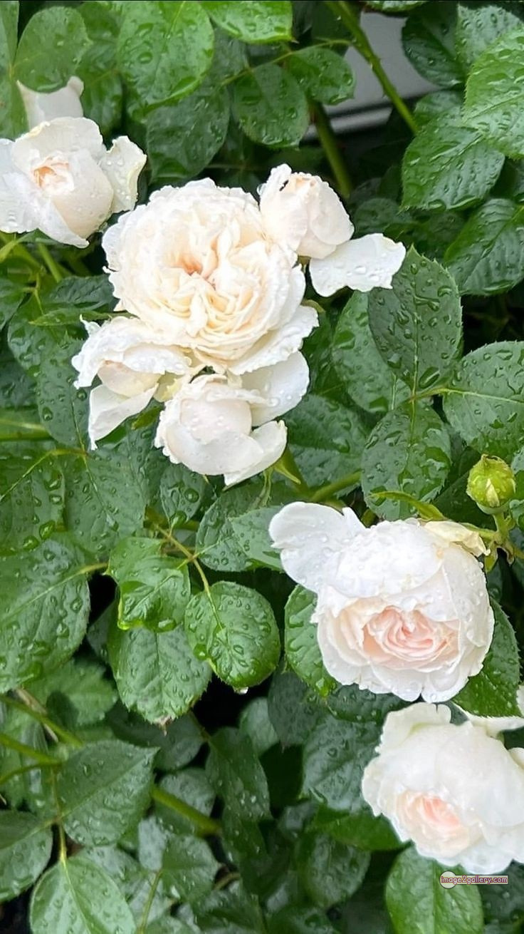 3300+ Beautiful Rose Flowers Image | Rose Flower HD Pic Download | 611 pictures of white roses -(7)