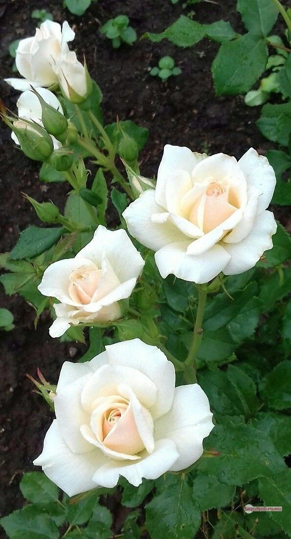 3300+ Beautiful Rose Flowers Image | Rose Flower HD Pic Download | 493 pictures of white roses -(8)
