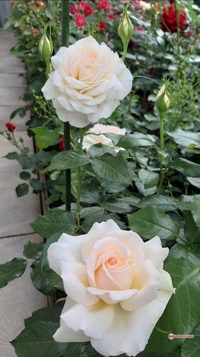 3300+ Beautiful Rose Flowers Image | Rose Flower HD Pic Download | 2827 pictures of white roses -(9)