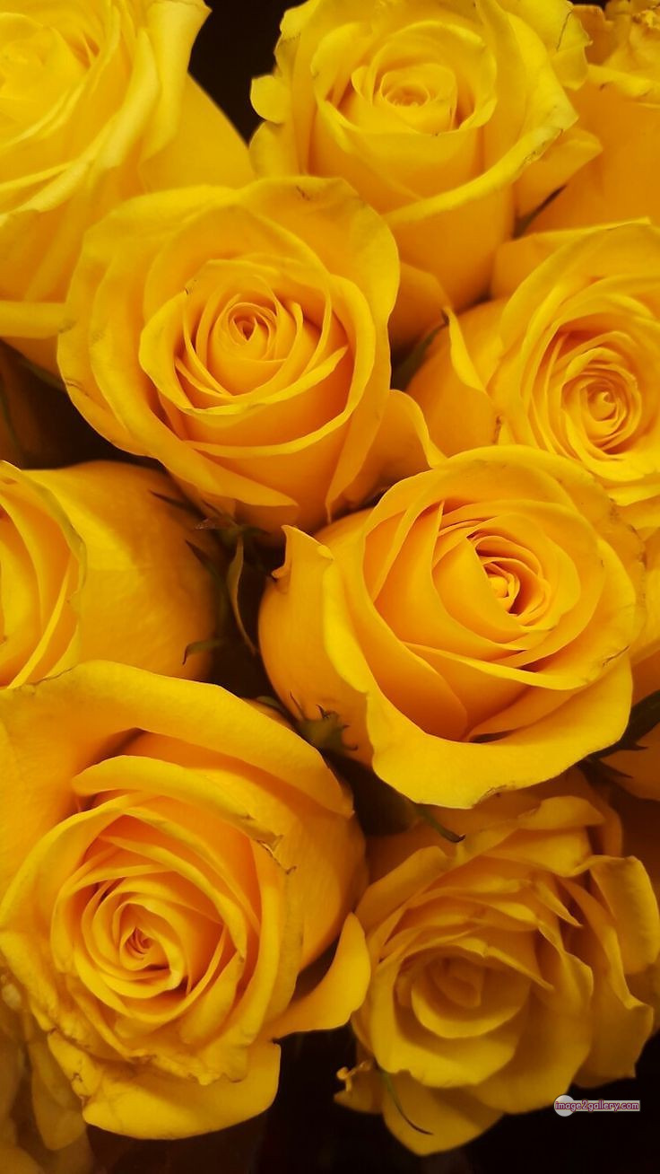 3300+ Beautiful Rose Flowers Image | Rose Flower HD Pic Download | 2780 pictures of yellow roses -