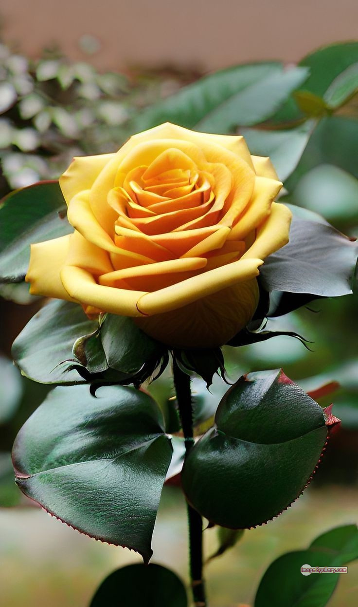 3300+ Beautiful Rose Flowers Image | Rose Flower HD Pic Download | 306 pictures of yellow roses -(14)