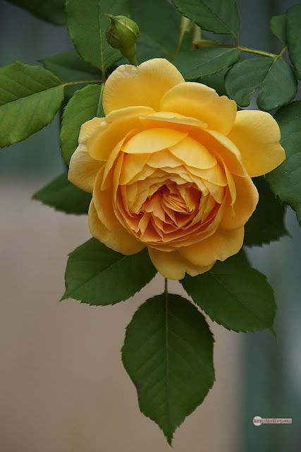 3300+ Beautiful Rose Flowers Image | Rose Flower HD Pic Download | 356 pictures of yellow roses -(3)