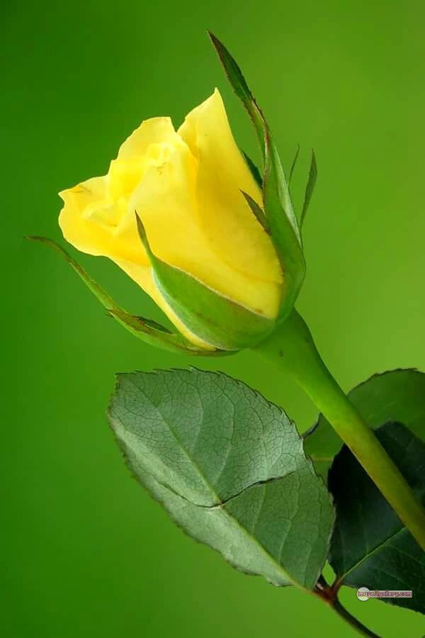 3300+ Beautiful Rose Flowers Image | Rose Flower HD Pic Download | 1365 pictures of yellow roses -(4)