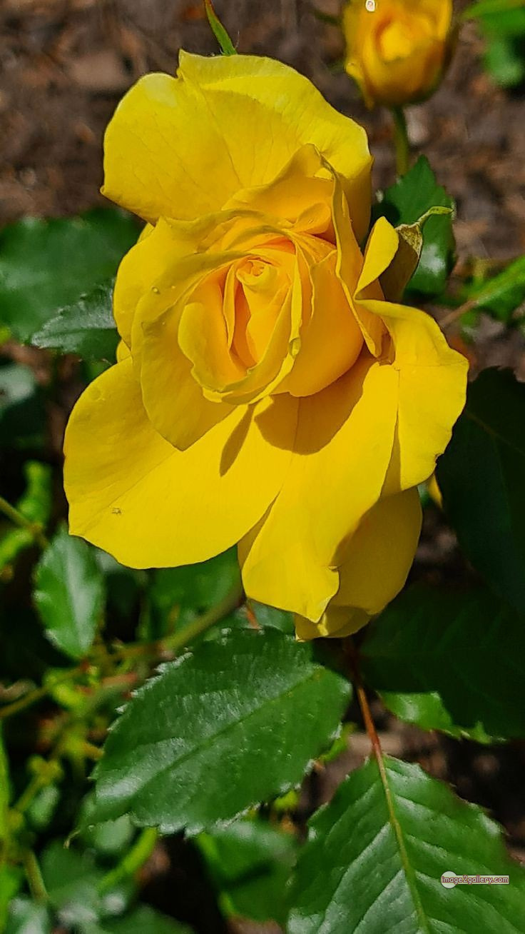 3300+ Beautiful Rose Flowers Image | Rose Flower HD Pic Download | 2783 pictures of yellow roses -(9)