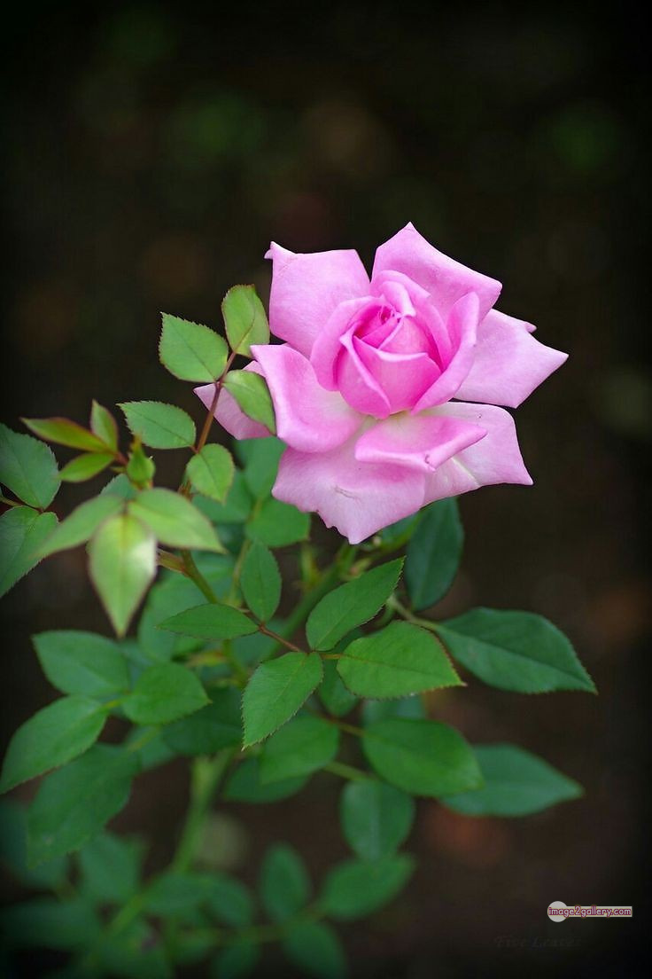 3300+ Beautiful Rose Flowers Image | Rose Flower HD Pic Download | 2027 pink and white roses -