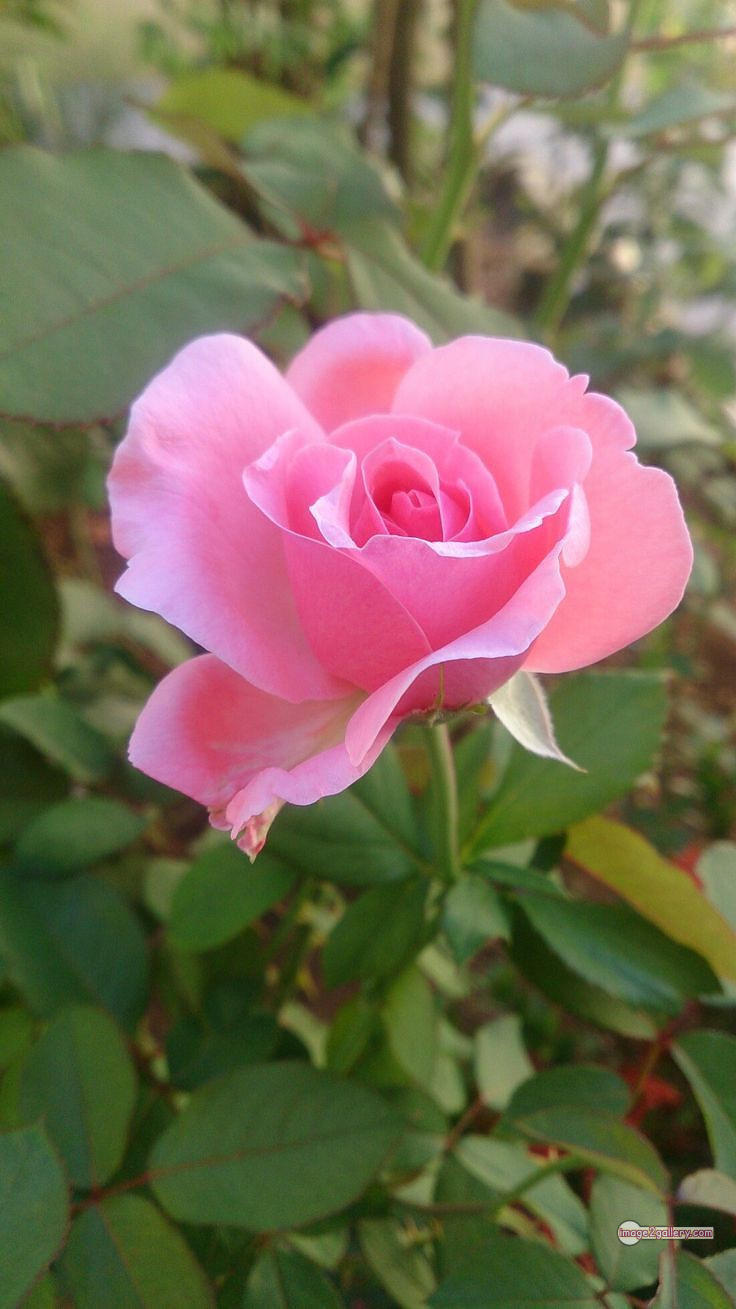 3300+ Beautiful Rose Flowers Image | Rose Flower HD Pic Download | 2054 pink and white roses -(1)