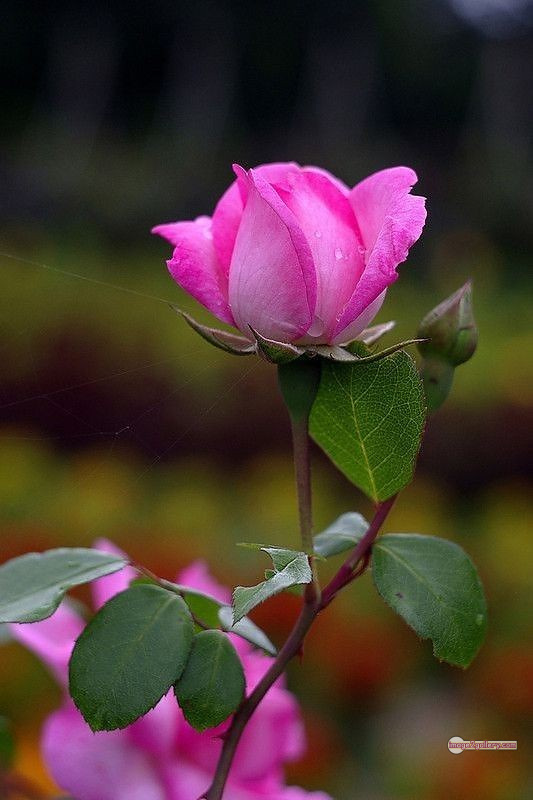 3300+ Beautiful Rose Flowers Image | Rose Flower HD Pic Download | 2028 pink and white roses -(10)