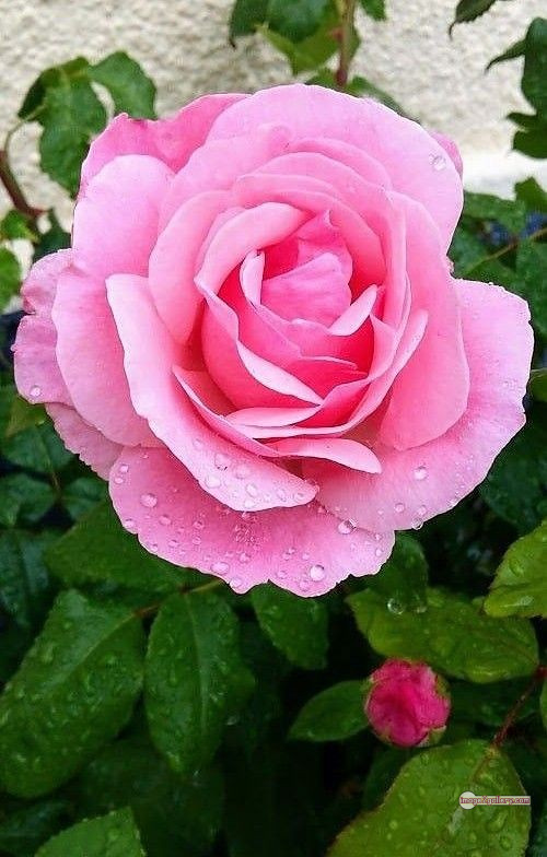 3300+ Beautiful Rose Flowers Image | Rose Flower HD Pic Download | 2055 pink and white roses -(11)