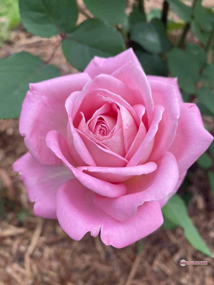 3300+ Beautiful Rose Flowers Image | Rose Flower HD Pic Download | 2058 pink and white roses -(12)