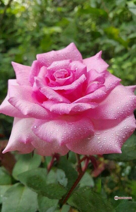 3300+ Beautiful Rose Flowers Image | Rose Flower HD Pic Download | 2056 pink and white roses -(13)