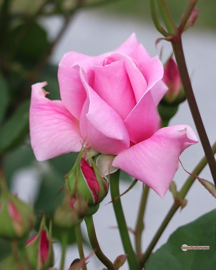 3300+ Beautiful Rose Flowers Image | Rose Flower HD Pic Download | 2031 pink and white roses -(14)