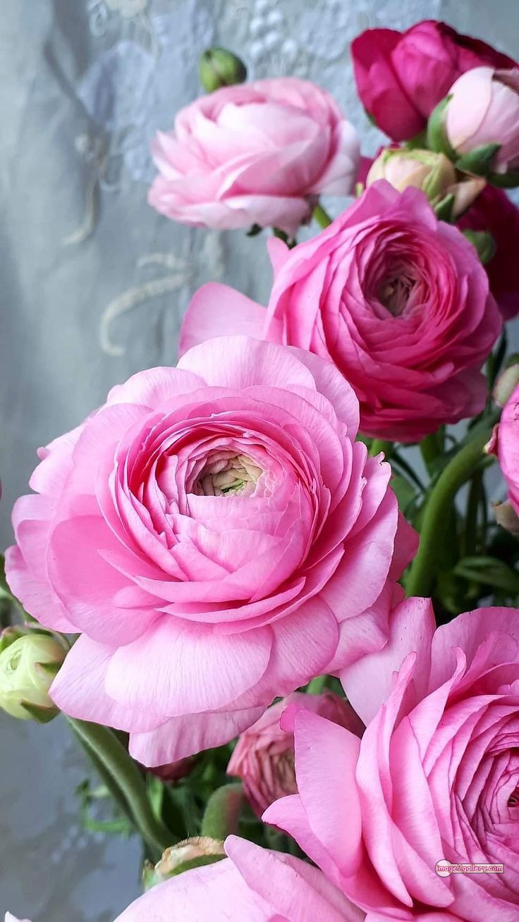 3300+ Beautiful Rose Flowers Image | Rose Flower HD Pic Download | 2101 pink and white roses -(16)
