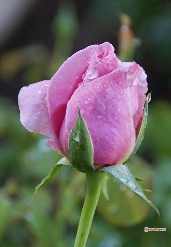 3300+ Beautiful Rose Flowers Image | Rose Flower HD Pic Download | 2057 pink and white roses -(2)