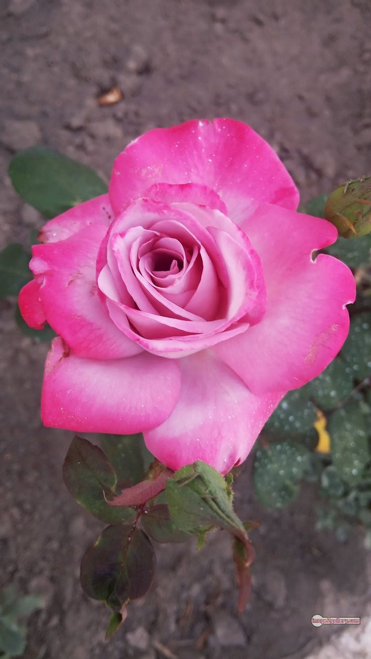 3300+ Beautiful Rose Flowers Image | Rose Flower HD Pic Download | 2053 pink and white roses -(3)