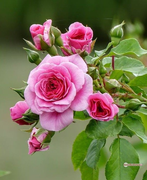 3300+ Beautiful Rose Flowers Image | Rose Flower HD Pic Download | 1994 pink and white roses -(4)