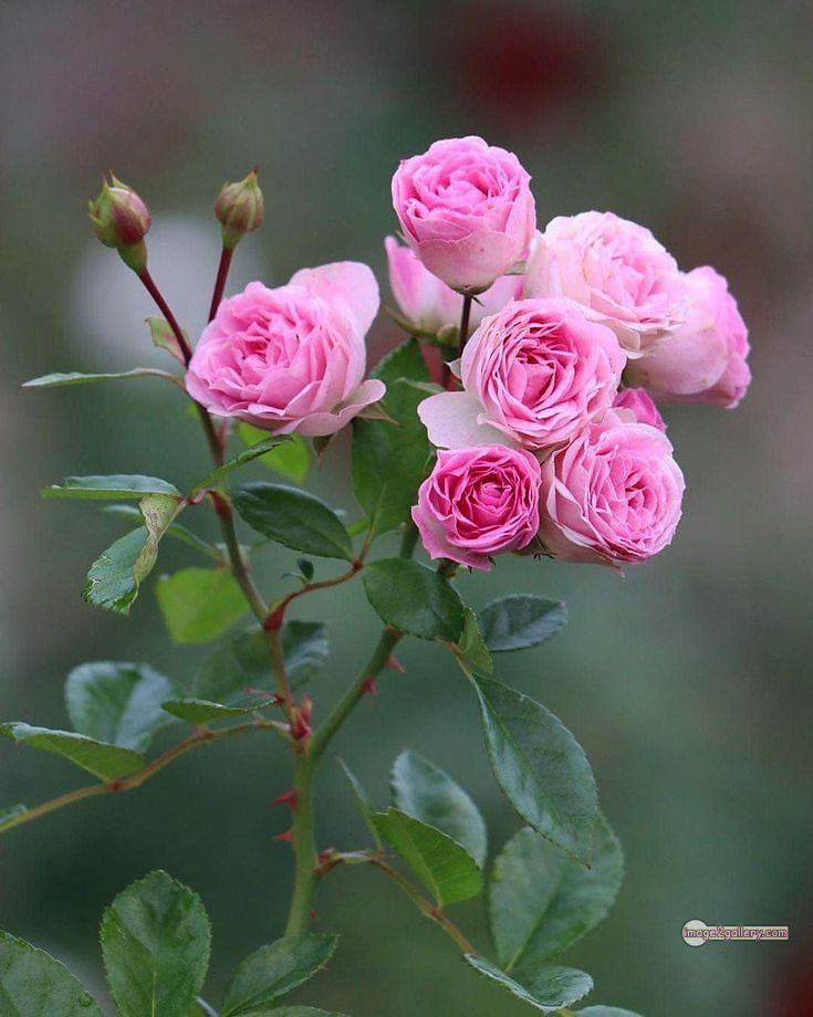 3300+ Beautiful Rose Flowers Image | Rose Flower HD Pic Download | 839 pink and white roses -(5)
