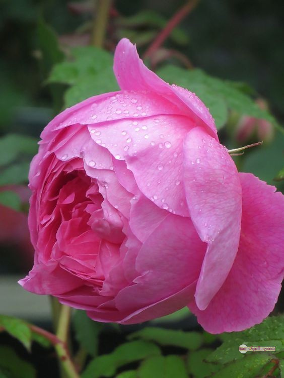 3300+ Beautiful Rose Flowers Image | Rose Flower HD Pic Download | 1996 pink and white roses -(6)