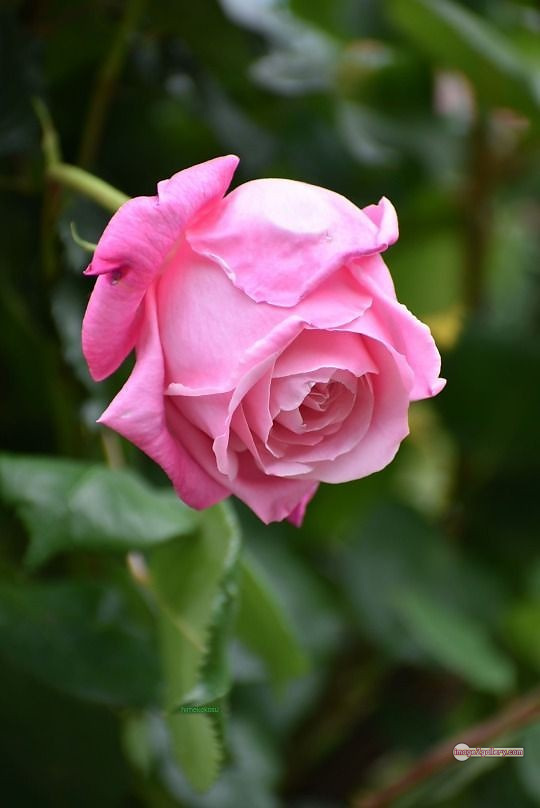 3300+ Beautiful Rose Flowers Image | Rose Flower HD Pic Download | 2030 pink and white roses -(7)