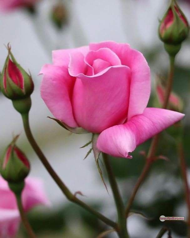 3300+ Beautiful Rose Flowers Image | Rose Flower HD Pic Download | 2029 pink and white roses -(8)