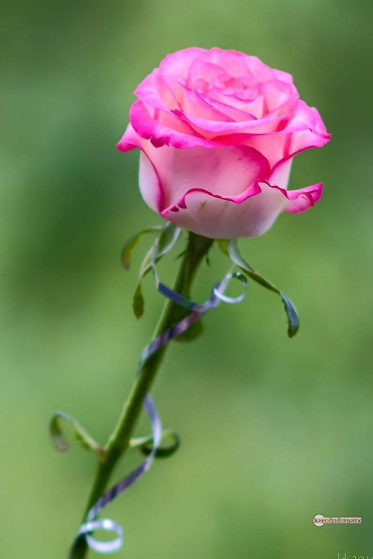 3300+ Beautiful Rose Flowers Image | Rose Flower HD Pic Download | 737 pink and white roses -(9)