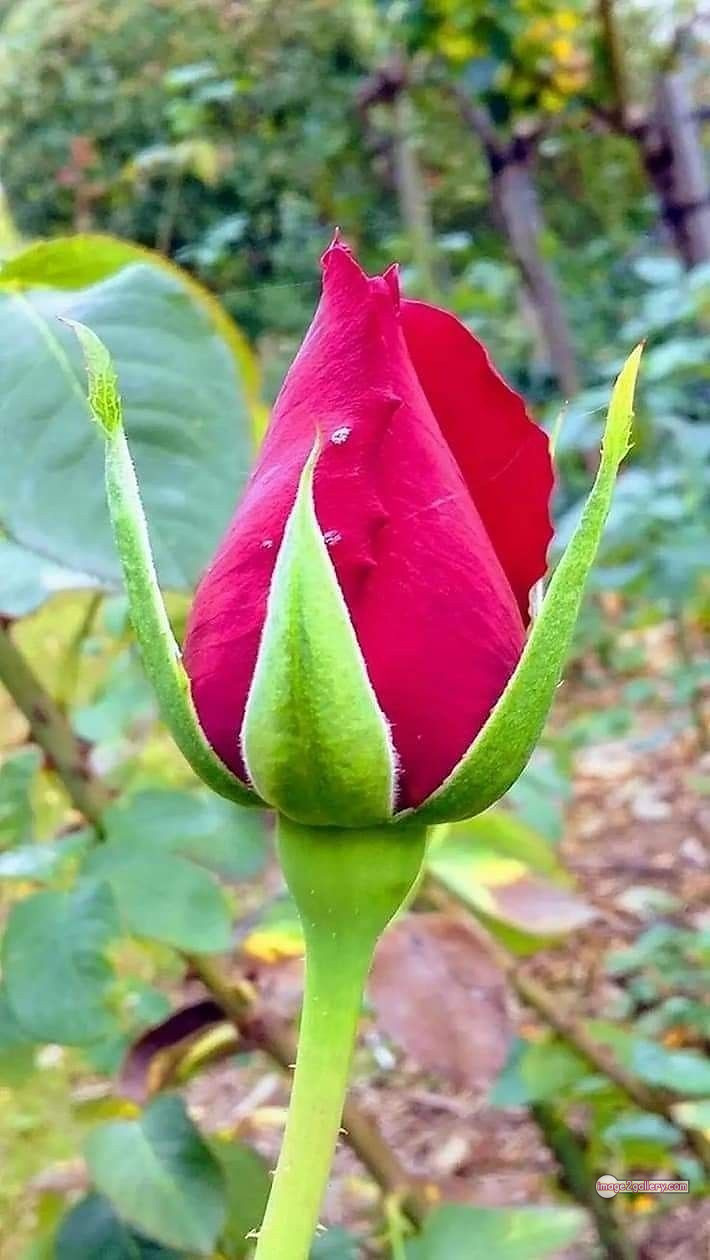 3300+ Beautiful Rose Flowers Image | Rose Flower HD Pic Download | 23 pink color rose images -(1)