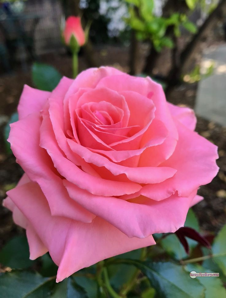 3300+ Beautiful Rose Flowers Image | Rose Flower HD Pic Download | 157 pink color rose images -(12)