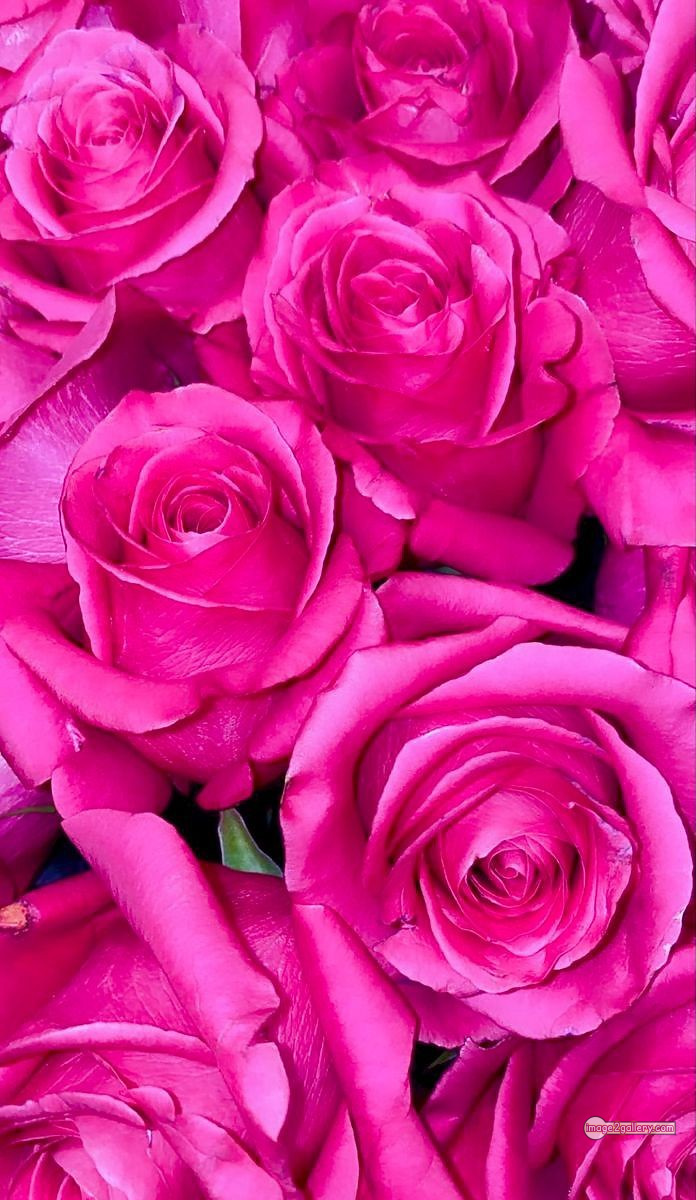 3300+ Beautiful Rose Flowers Image | Rose Flower HD Pic Download | 2758 pink color rose images -(16)